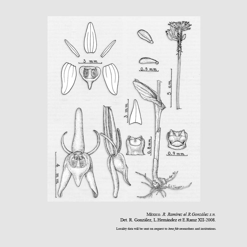 Malaxis macvaughiana